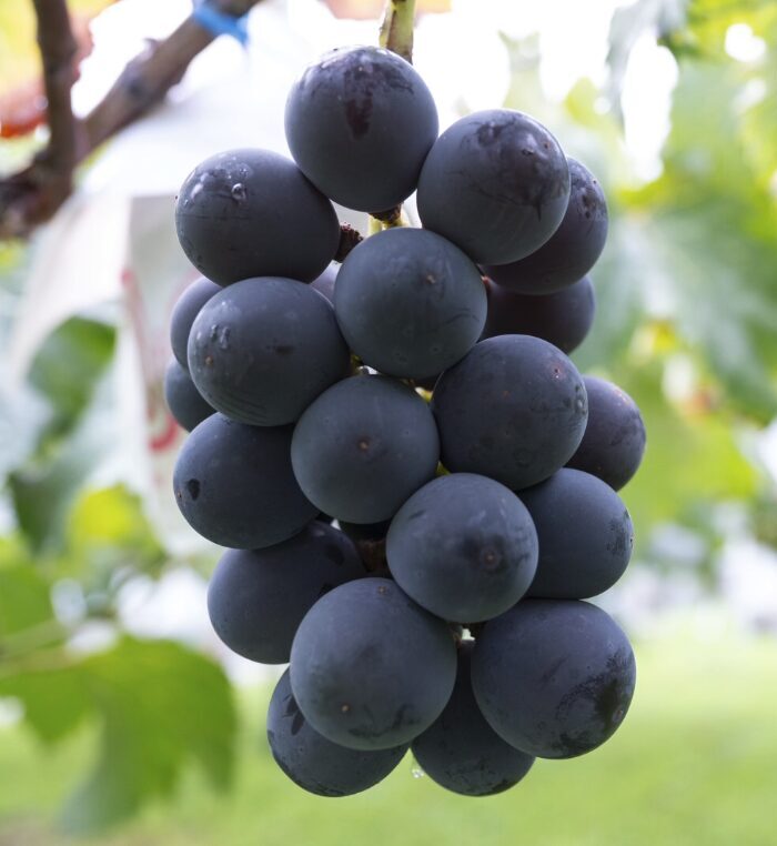 ギャラリー画像