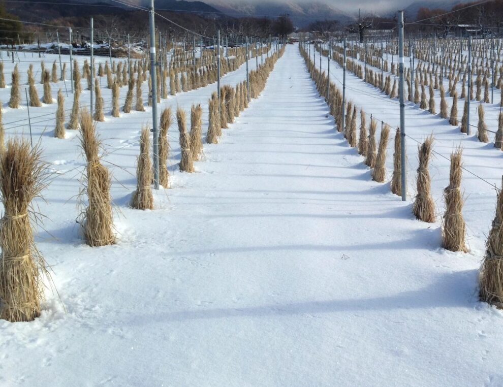 ギャラリー画像