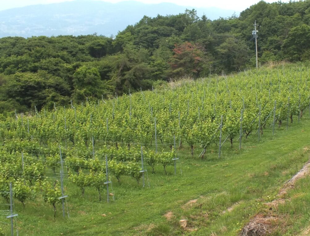 ギャラリー画像