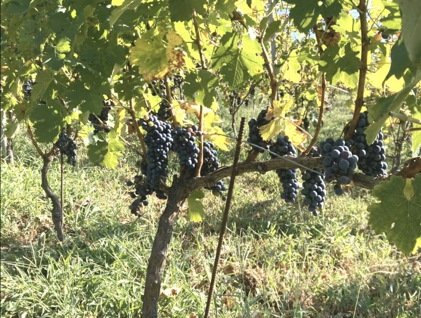 ギャラリー画像