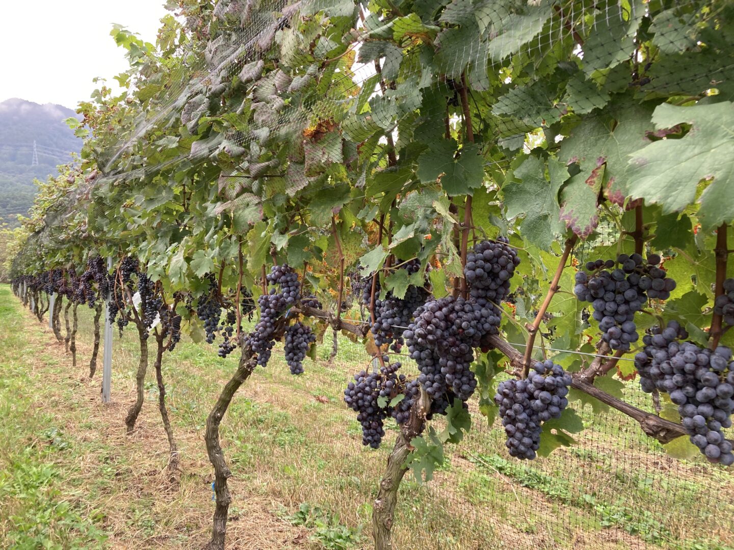 ギャラリー画像