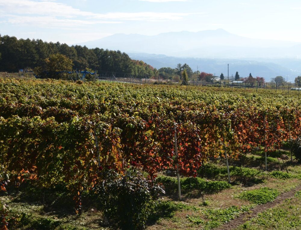 ギャラリー画像